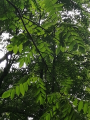 Phellodendron amurense