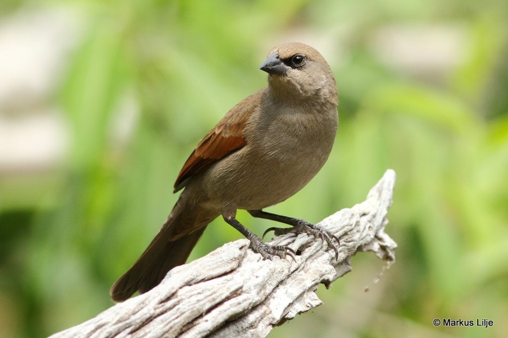 Grayish Baywing photo