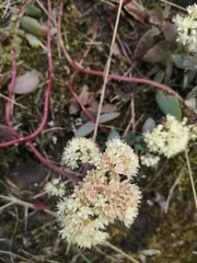 Hylotelephium maximum ruprechtii