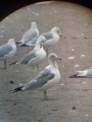 Larus delawarensis