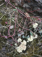 Hylotelephium maximum ruprechtii