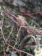 Hylotelephium maximum ruprechtii