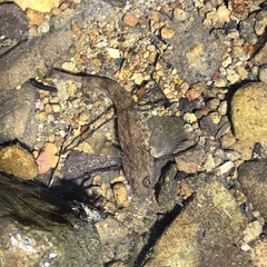 Gobiomorphus cotidianus