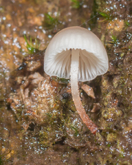 Mycena kuurkacea