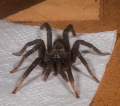 Selenocosmiinae