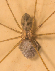 Crossopriza