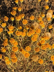 Erigeron linearis
