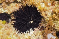 Stomopneustes variolaris