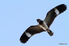 Chordeiles nacunda