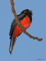 Trogon curucui