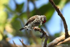 Picumnus albosquamatus