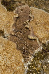 Palythoa