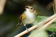 Poecilotriccus latirostris