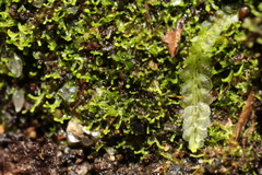 Lepidoziaceae