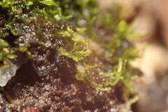 Lepidoziaceae