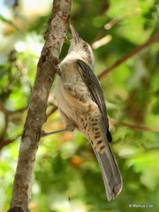 Campylorhynchus turdinus