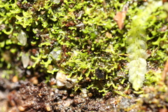 Lepidoziaceae