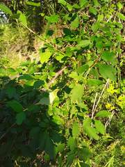 Ribes diacanthum
