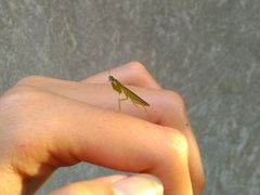 Odontomantis planiceps