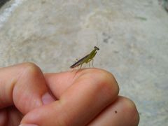 Odontomantis planiceps