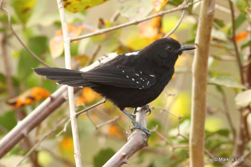 Mato Grosso Antbird (Cercomacra melanaria) photo