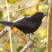 Mato Grosso Antbird - Photo (c) markus lilje, some rights reserved (CC BY-NC-ND), uploaded by markus lilje