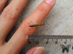 Odontomantis planiceps