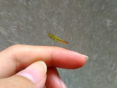 Odontomantis planiceps