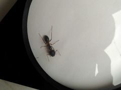 Camponotus arrogans