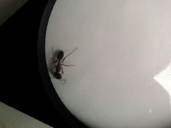 Camponotus arrogans