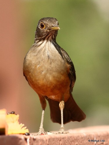 Rufous-bellied Thrush, photo 8 of 9