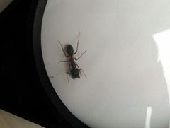 Camponotus arrogans