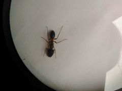Camponotus arrogans