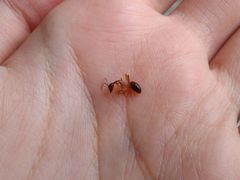Camponotus arrogans