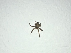 Larinioides ixobolus