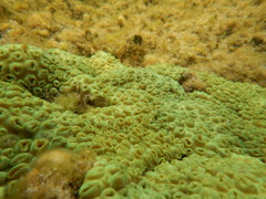 Palythoa