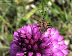 Rhynocoris erythropus