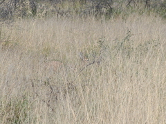 Raphicerus campestris steinhardti