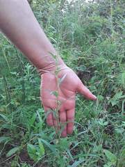 Artemisia integrifolia