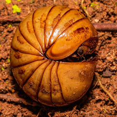 Arthrosphaera