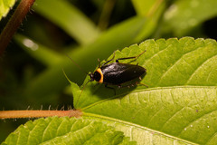 Hemithyrsocera palliata