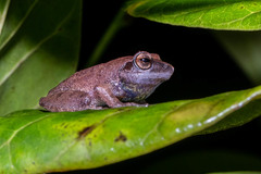 Pseudophilautus