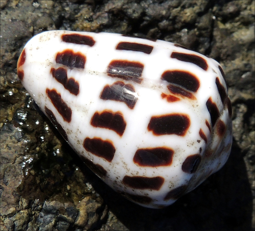 Black-and-white Cone Snail