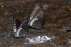 Papilio dravidarum