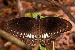 Papilio dravidarum