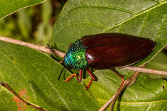 Sternocera chrysis