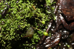 Philonotis australiensis