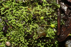 Philonotis australiensis