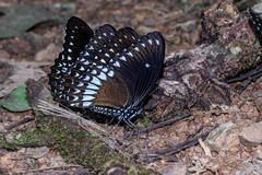 Papilio dravidarum
