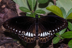 Papilio dravidarum